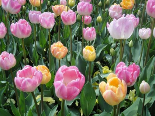 Tulips in the Antwerp Botanical Garden Image
