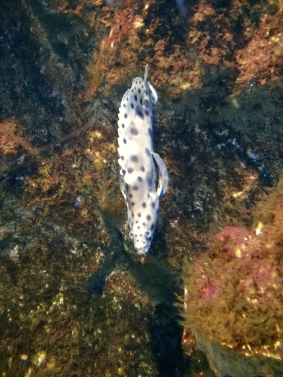 Weird dotted fish