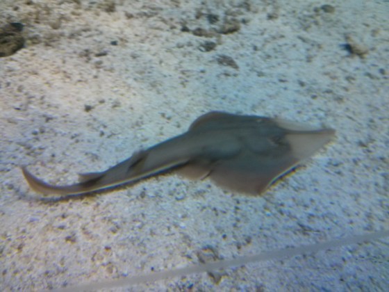Sting Ray? Regular Ray?