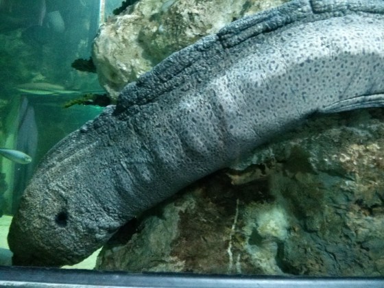 A fish that looks like stone