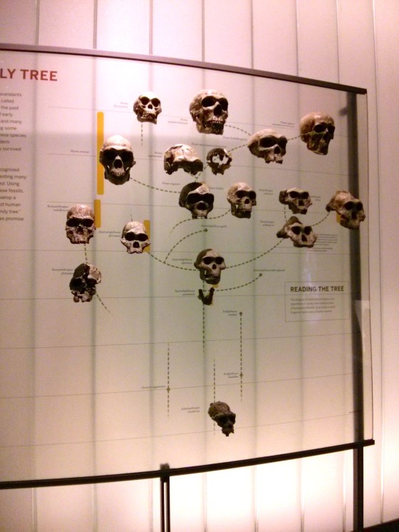 "Our Family Tree", Human Origins Hall