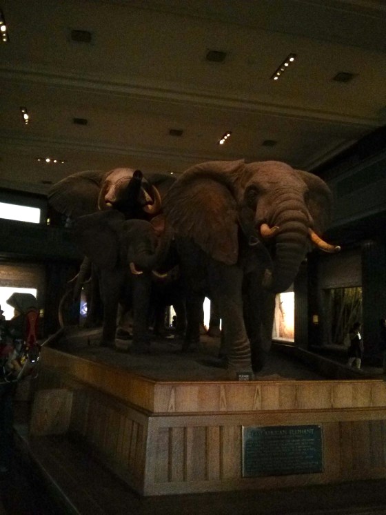 African Elephants