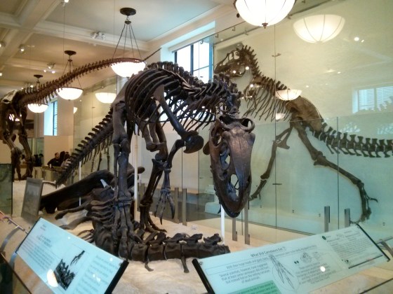 Allosaurus fragilis