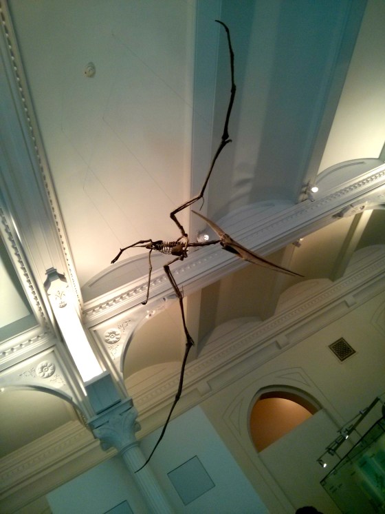 Pteranodon ingens "toothless flyer"