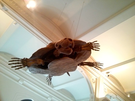 Stupendemys geographicus "stupendous turtle"