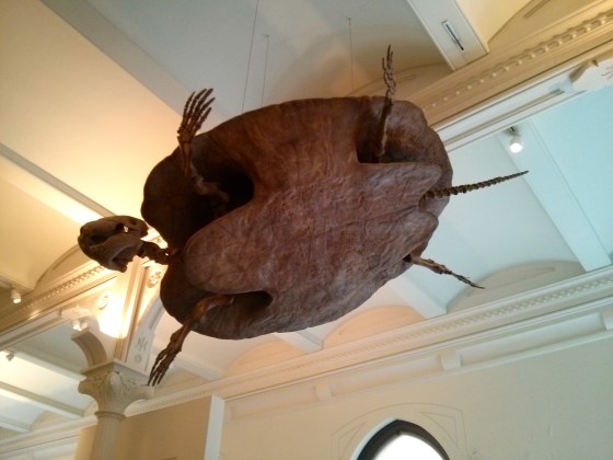 Stupendemys geographicus "stupendous turtle"