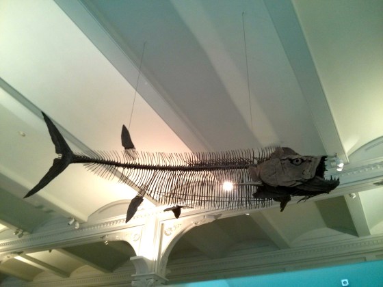 Xiphactinus audax "sword ray [fin]"