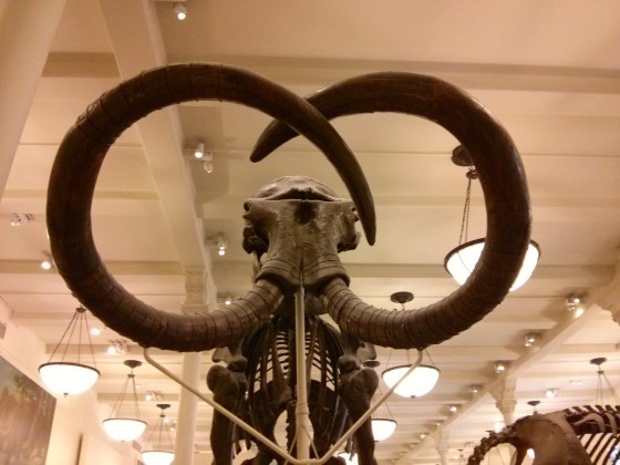 Mammuthus jeffersonii "mammoth"