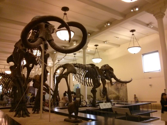Mammuthus jeffersonii on the left; Mammut americanum on the right