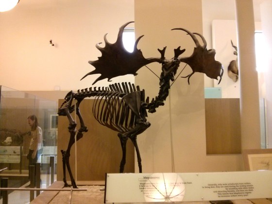 Megaloceros giganteus "giant horn"