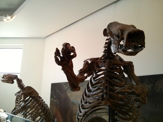 Lestodon armatus "robber tooth"