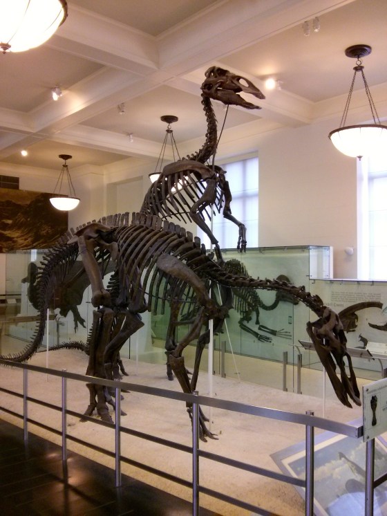 Anatotitan copei "giant duck"