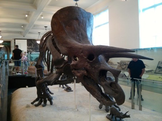 Triceratops horridus "three-horned face"