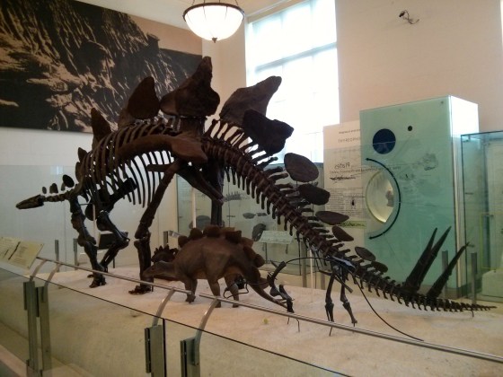 Stegosaurus stenops "plated reptile"
