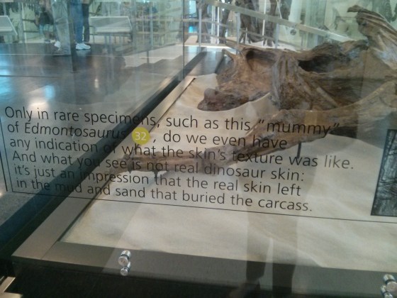 Because of this dinosaur mummy, we have an idea of what the skin's texture was like!