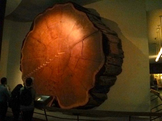 Giant Sequoia, containing 1342 annual rings!