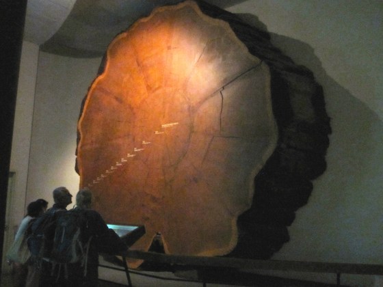 Giant Sequoia, containing 1342 annual rings