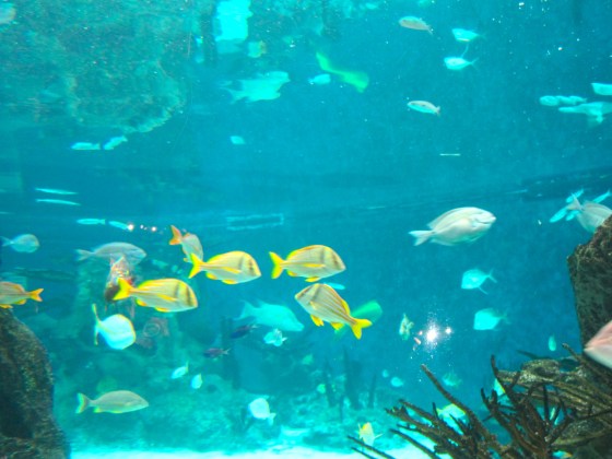 NYC Aquarium