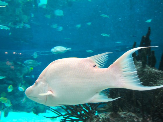NYC Aquarium
