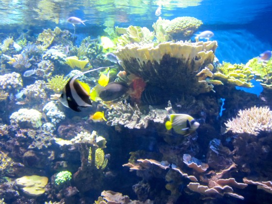 NYC Aquarium