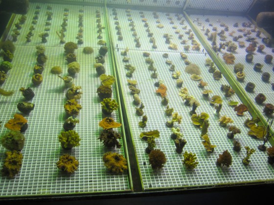 They grow their own coral!