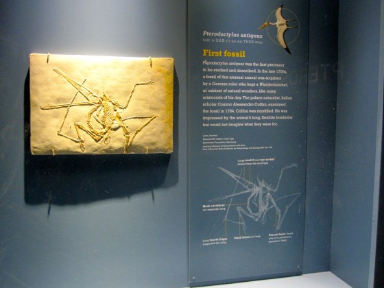 First pterosaur fossil