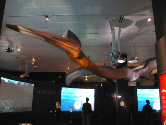 Quetzalcoatlus model - one of the largest known flying animals of all time with a wingspan of between 33 - 36 feet (11 - 12 meters)