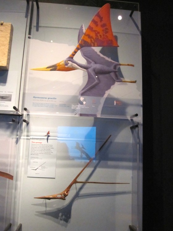 Nyctosaurus gracilis skull