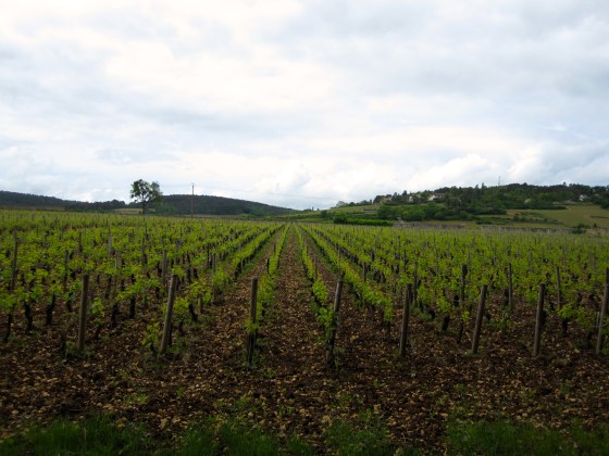Vineyards