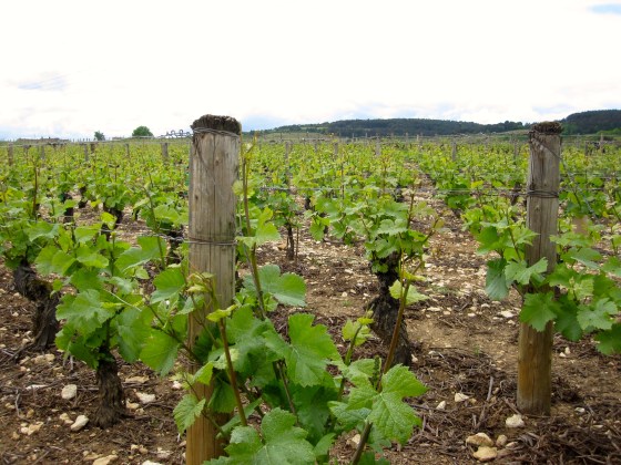 Closeup of the vines