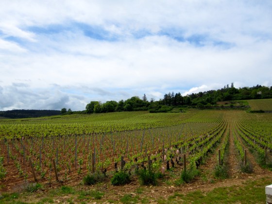 Vineyards