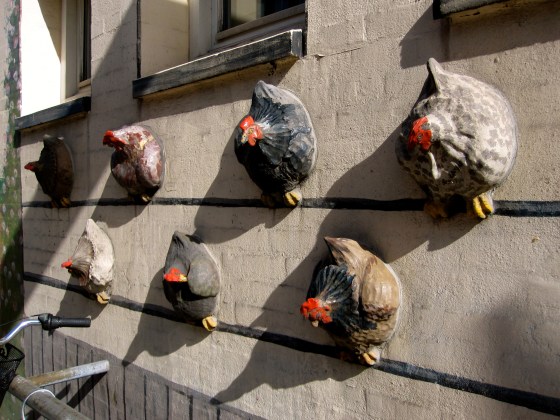 Just walking and passed the chickens on a wall
