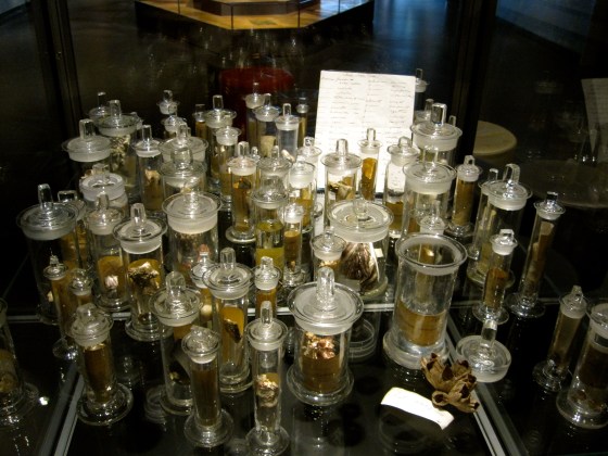 Darwin's Gift to the museum - a box of barnicles