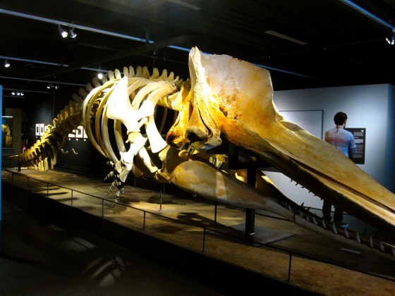 Whale skeleton