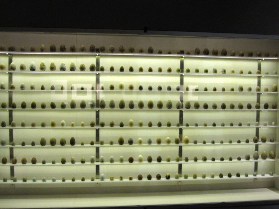 So many beautiful eggs