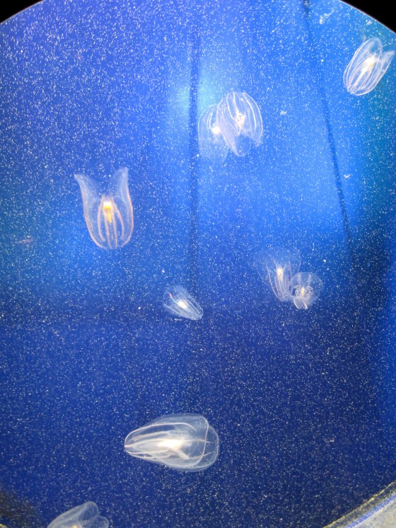 Warty Comb Jellyfish
