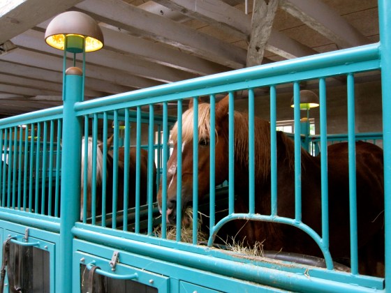 One of the Carlsberg horses