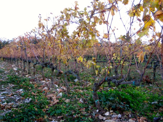 Closeup of some of the vines
