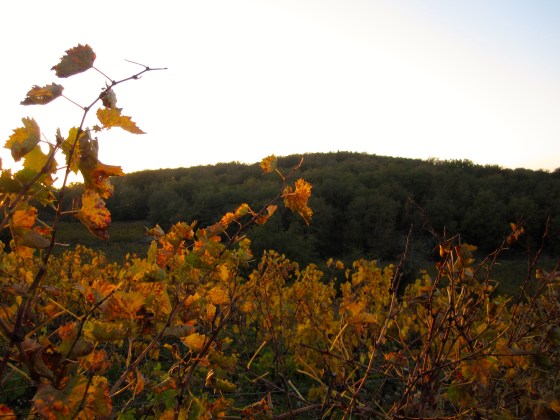 Golden Autumn colors